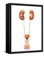 Anatomy of Human Urinary System, Front View-Stocktrek Images-Framed Stretched Canvas