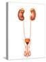 Anatomy of Human Urinary System, Front View-Stocktrek Images-Stretched Canvas
