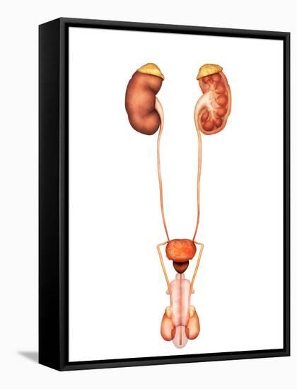 Anatomy of Human Urinary System, Front View-Stocktrek Images-Framed Stretched Canvas
