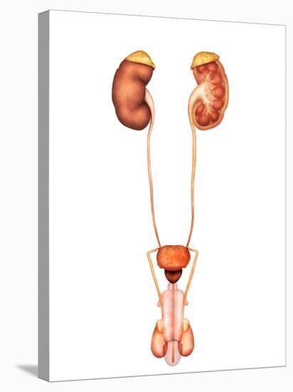 Anatomy of Human Urinary System, Front View-Stocktrek Images-Stretched Canvas