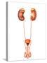 Anatomy of Human Urinary System, Front View-Stocktrek Images-Stretched Canvas