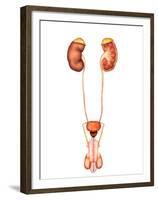 Anatomy of Human Urinary System, Front View-Stocktrek Images-Framed Premium Photographic Print