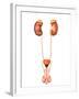 Anatomy of Human Urinary System, Front View-Stocktrek Images-Framed Premium Photographic Print