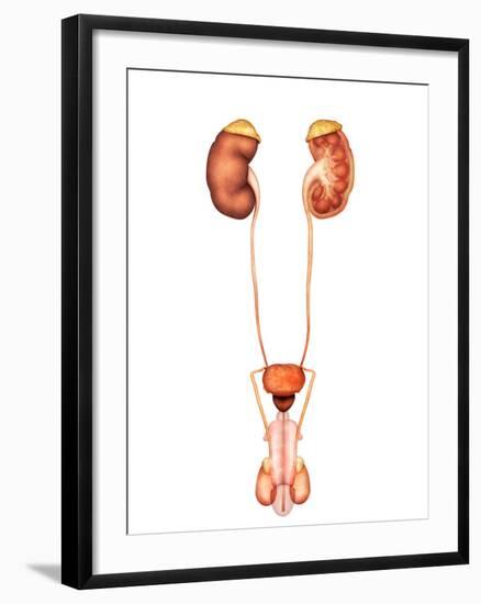 Anatomy of Human Urinary System, Front View-Stocktrek Images-Framed Premium Photographic Print