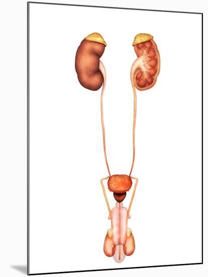 Anatomy of Human Urinary System, Front View-Stocktrek Images-Mounted Premium Photographic Print
