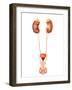 Anatomy of Human Urinary System, Front View-Stocktrek Images-Framed Photographic Print