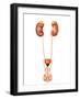 Anatomy of Human Urinary System, Front View-Stocktrek Images-Framed Photographic Print