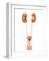 Anatomy of Human Urinary System, Front View-Stocktrek Images-Framed Photographic Print