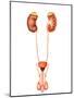 Anatomy of Human Urinary System, Front View-Stocktrek Images-Mounted Photographic Print