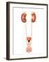 Anatomy of Human Urinary System, Front View-Stocktrek Images-Framed Photographic Print