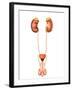 Anatomy of Human Urinary System, Front View-Stocktrek Images-Framed Photographic Print