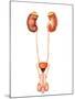 Anatomy of Human Urinary System, Front View-Stocktrek Images-Mounted Photographic Print