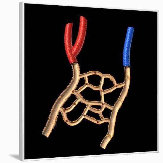 Anatomy of Human Veins and Arteries, Black Background-null-Framed Art Print