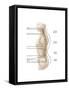 Anatomy of Human Vertebral Column, Left Lateral View-null-Framed Stretched Canvas