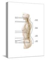 Anatomy of Human Vertebral Column, Left Lateral View-null-Stretched Canvas