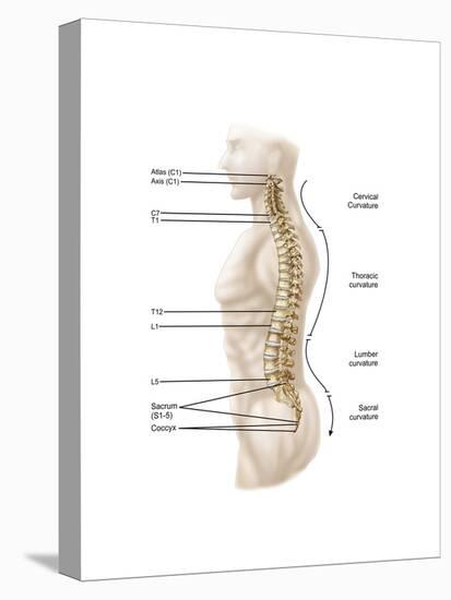 Anatomy of Human Vertebral Column, Left Lateral View-null-Stretched Canvas