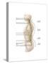 Anatomy of Human Vertebral Column, Left Lateral View-null-Stretched Canvas