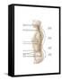 Anatomy of Human Vertebral Column, Left Lateral View-null-Framed Stretched Canvas