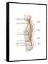 Anatomy of Human Vertebral Column, Left Lateral View-null-Framed Stretched Canvas