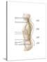 Anatomy of Human Vertebral Column, Left Lateral View-null-Stretched Canvas