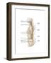 Anatomy of Human Vertebral Column, Left Lateral View-null-Framed Art Print