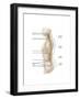 Anatomy of Human Vertebral Column, Left Lateral View-null-Framed Art Print