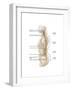 Anatomy of Human Vertebral Column, Left Lateral View-null-Framed Art Print