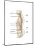 Anatomy of Human Vertebral Column, Left Lateral View-null-Mounted Art Print