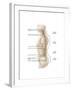 Anatomy of Human Vertebral Column, Left Lateral View-null-Framed Art Print