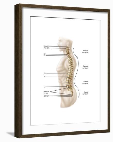 Anatomy of Human Vertebral Column, Left Lateral View-null-Framed Art Print