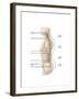 Anatomy of Human Vertebral Column, Left Lateral View-null-Framed Art Print