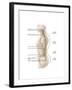 Anatomy of Human Vertebral Column, Left Lateral View-null-Framed Art Print