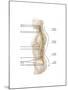 Anatomy of Human Vertebral Column, Left Lateral View-null-Mounted Art Print