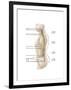 Anatomy of Human Vertebral Column, Left Lateral View-null-Framed Art Print