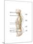 Anatomy of Human Vertebral Column, Left Lateral View-null-Mounted Art Print