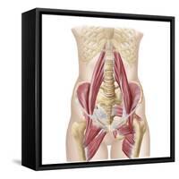 Anatomy of Iliopsoa, also known as the Dorsal Hip Muscles-null-Framed Stretched Canvas