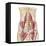 Anatomy of Iliopsoa, also known as the Dorsal Hip Muscles-null-Framed Stretched Canvas