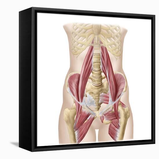 Anatomy of Iliopsoa, also known as the Dorsal Hip Muscles-null-Framed Stretched Canvas