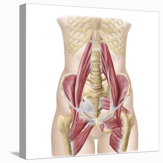 Anatomy of Iliopsoa, also known as the Dorsal Hip Muscles-null-Stretched Canvas