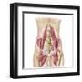 Anatomy of Iliopsoa, also known as the Dorsal Hip Muscles-null-Framed Art Print