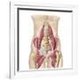 Anatomy of Iliopsoa, also known as the Dorsal Hip Muscles-null-Framed Art Print