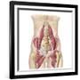 Anatomy of Iliopsoa, also known as the Dorsal Hip Muscles-null-Framed Art Print