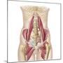 Anatomy of Iliopsoa, also known as the Dorsal Hip Muscles-null-Mounted Art Print