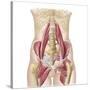 Anatomy of Iliopsoa, also known as the Dorsal Hip Muscles-null-Stretched Canvas