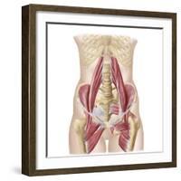 Anatomy of Iliopsoa, also known as the Dorsal Hip Muscles-null-Framed Art Print