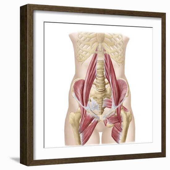 Anatomy of Iliopsoa, also known as the Dorsal Hip Muscles-null-Framed Art Print