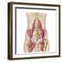 Anatomy of Iliopsoa, also known as the Dorsal Hip Muscles-null-Framed Art Print