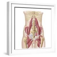 Anatomy of Iliopsoa, also known as the Dorsal Hip Muscles-null-Framed Art Print