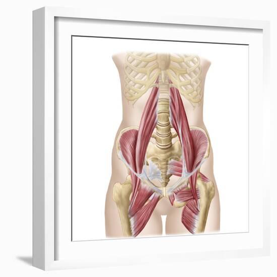 Anatomy of Iliopsoa, also known as the Dorsal Hip Muscles-null-Framed Art Print