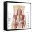 Anatomy of Iliopsoa, also known as the Dorsal Hip Muscles-null-Framed Stretched Canvas